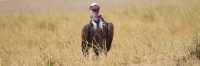 NubianVulture_6009 1